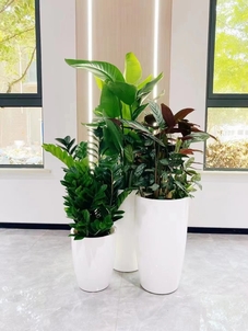 专业盆景租赁,让宁波镇海空间绿意盎然